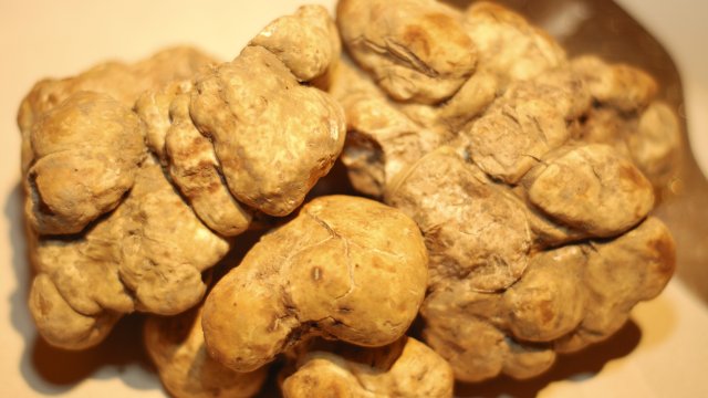 Охотники за трюфелями в Хорватии гонятся за одним из самых дорогих деликатесов в мире