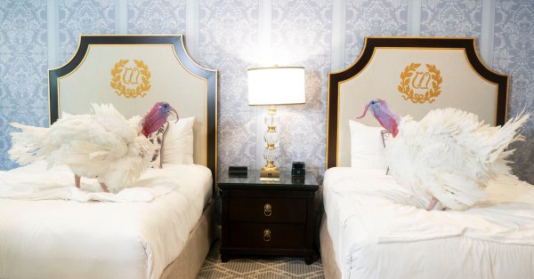 Индеек, которых помилуют в США, разместили в роскошном отеле ВИДЕО