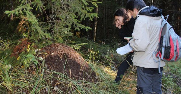 Государство вводит новые правила действий против медведей в населенных пунктах