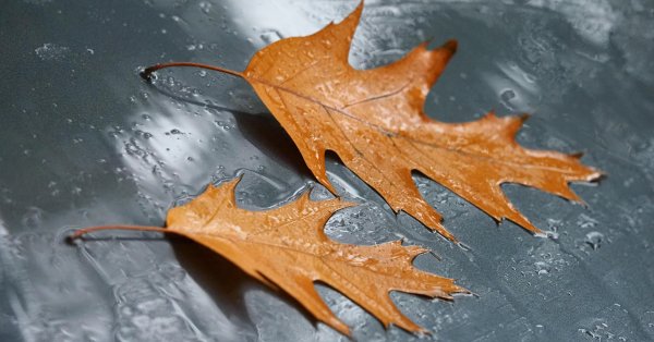 Сегодня облачно и дождливо, температура до 15-18°.