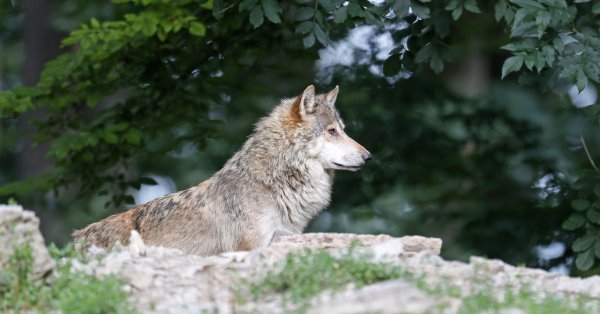 Страх среди жителей Халкидики из-за появления волка