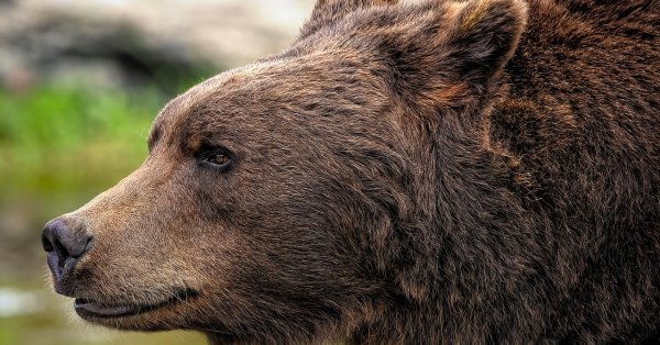 Медведь гризли напал на учеников и учителей, двое в критическом состоянии