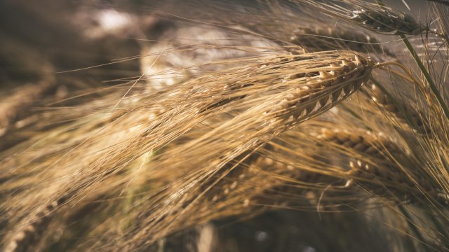 Товарные рынки мира оставались спокойными в течение недели