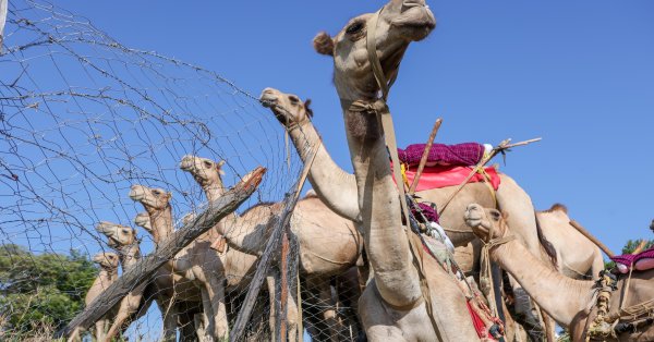 Украина спасает верблюда, использовавшегося российскими военными