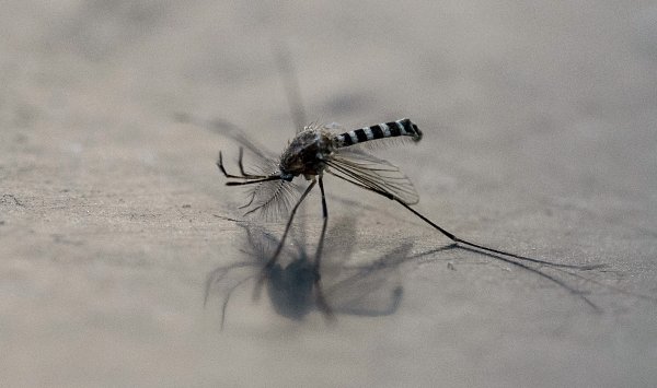 Новые кровососы Исландии — предупреждение для всех нас