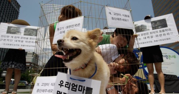 В Джакарте запретили употребление собачьего и кошачьего мяса