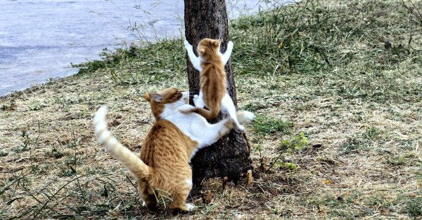 Грека оштрафовали на 1,7 миллиона евро за жестокое обращение с животными