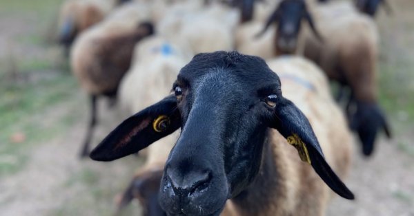 Болгаров арестовали за незаконный ввоз животных в Грецию