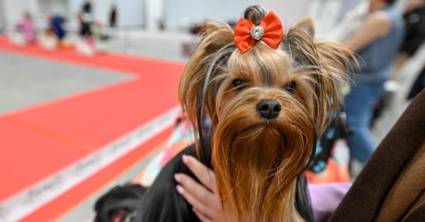 Приоритеты: поколение Z предпочитает домашних животных детям.