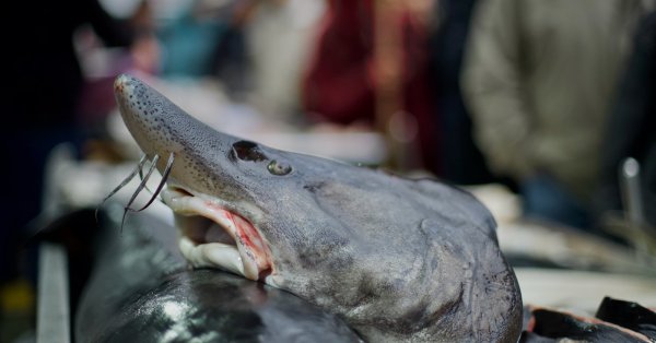 В кадре: Накануне Николая Дня очереди за рыбой на Женском рынке