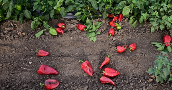 Американское издание включило болгарский красный перец в число 12 суперпродуктов, защищающих зрение.