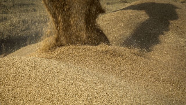 По данным SSB, цены на зерно в течение недели оставались стабильными