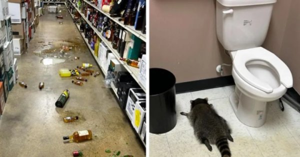 Пьяный енот, разбушевавшийся в винном магазине, — серийный вор.