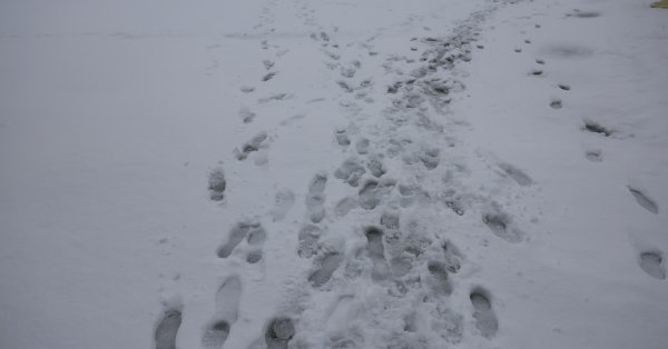 Они ищут молодого человека, заблудившегося на Витоше.