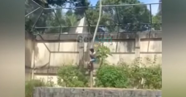 Львица убила мужчину, проникшего к ней в клетку в зоопарке ВИДЕО