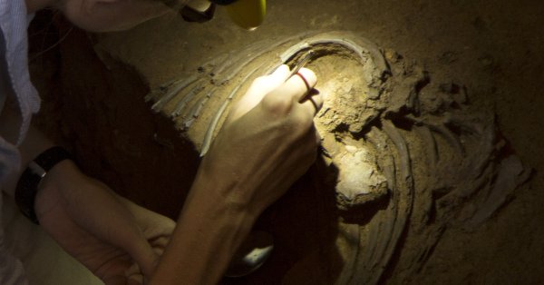 Они нашли новые доказательства избирательного каннибализма среди неандертальцев в Европе