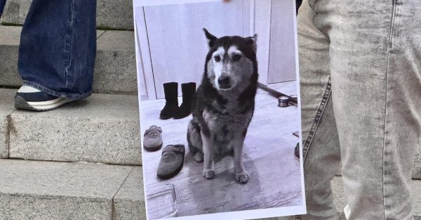 Габриэлу и Красимира оставили под стражей, обвиняемых в жестоких убийствах животных