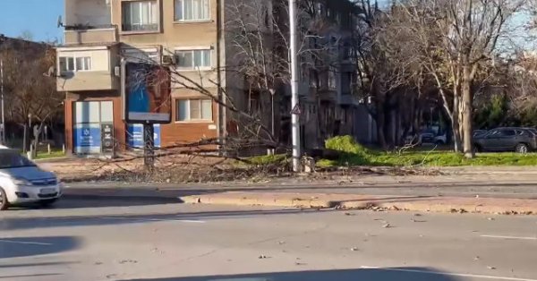 Сильный ветер причинил ущерб Пловдиву, вырваны с корнем деревья ВИДЕО