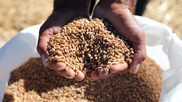 Экспортные пошлины ограничивают доходы российских производителей зерна