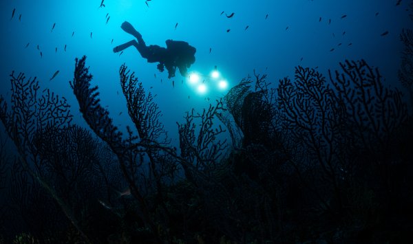 Хорошие климатические новости конца года