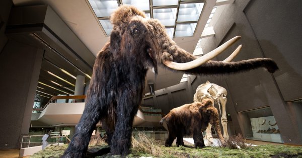 «Минеральное голодание» — причина вымирания мамонтов