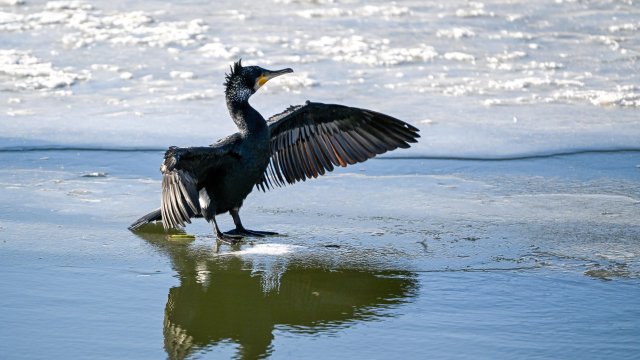 Кадр дня 21 января.
