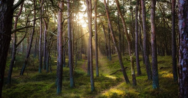 Природа реагирует не синхронно в одно и то же время года, даже в одном и том же регионе.