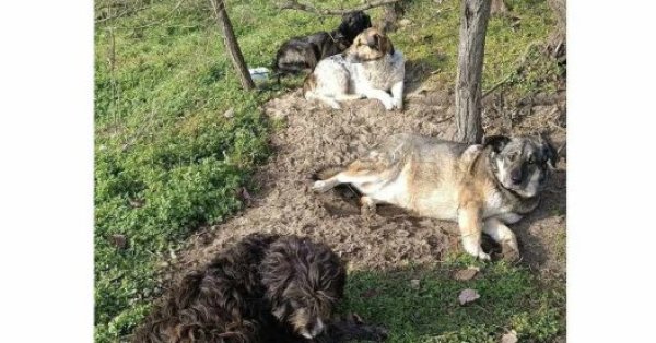 Четыре безымянных героя: Бродячие собаки спасают мужчину от пожара в «Фанагории»