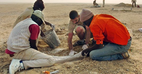 Открытие возрастом семь миллионов лет: двуногая обезьяна может быть первым предком человека