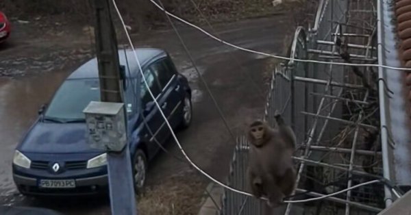 Без шуток: Обезьянка в подгузнике ходит по «Люлину» ВИДЕО