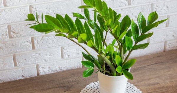 5 растений для чистого воздуха и хорошего настроения