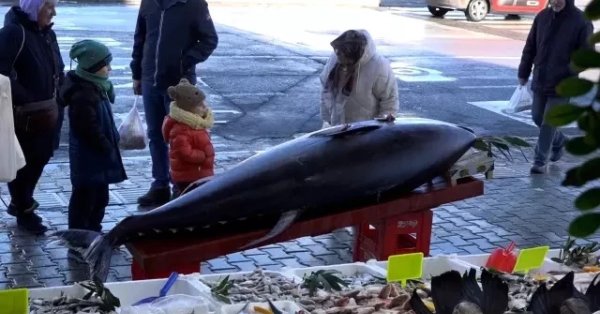 Рыболовная сенсация в Турции: поймали 353-килограммового тунца