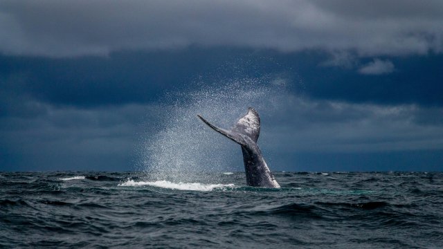 Розничные инвесторы больше не являются просто кормом для рыб