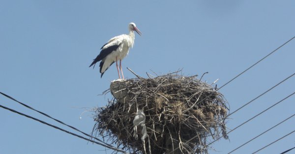 Сильный ветер снес гнездо аиста