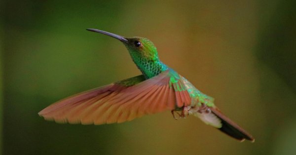 Дикие птицы быстро мутируют и колонизируют человеческие города