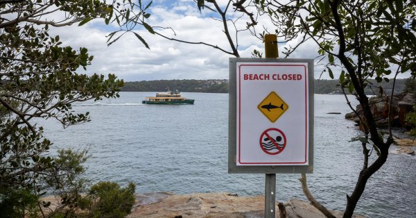 В Бразилии акула убила 13-летнего мальчика