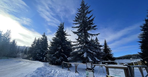 В январе нас ждет собачья простуда: до минус 18