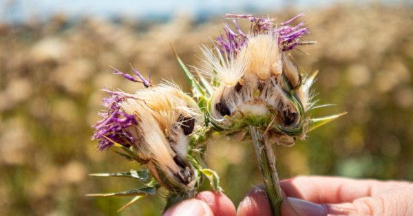Силтона - крупнейший производитель расторопши в Болгарии.