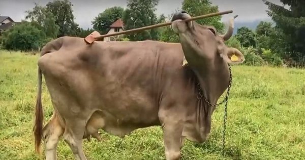 Корова Вероника научилась чесать спину щеткой