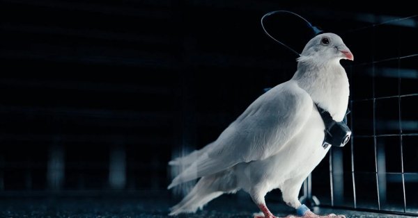 Российская компания, связанная с дочерью Путина, делает... дроны из голубей