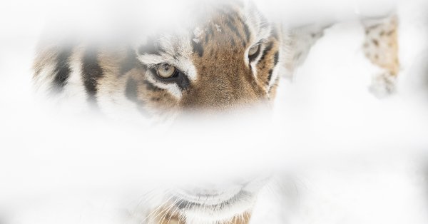 Задержали мужчину, в его морозилке нашли замороженные тела двух... тигров.