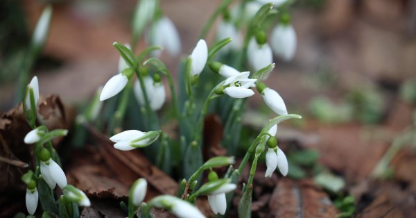 Январь 2026 года входит в пятерку самых теплых за всю историю наблюдений, несмотря на похолодания.