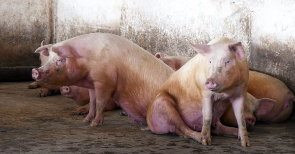 В Румынии обнаружена новая вспышка африканской чумы свиней.