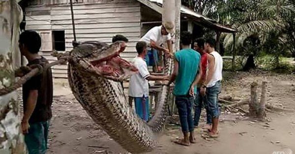 Румынский исследователь обнаружил самую длинную змею в мире