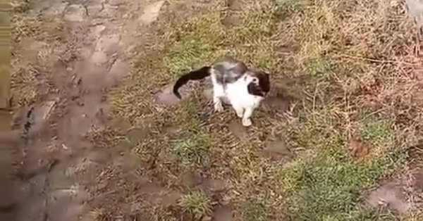 Шокирующие ваши предупреждения: дети калечат животных и многое другое… жестокость