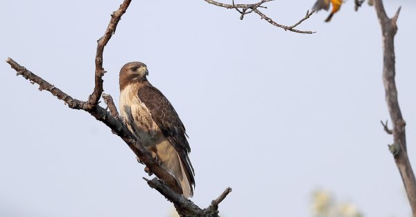 Американец попал в тюрьму за то, что напоил охраняемую птицу алкоголем