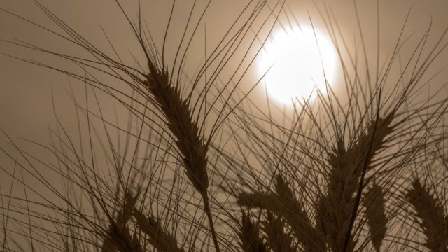 Санкции поставили крест на планах Лукойла стать зернотрейдером