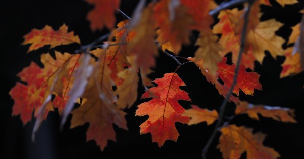 Во Франции срубили дуб времен Людовика XIV