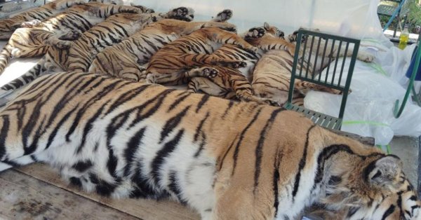 Они расследуют смерть 72 тигров в парке развлечений в Таиланде.