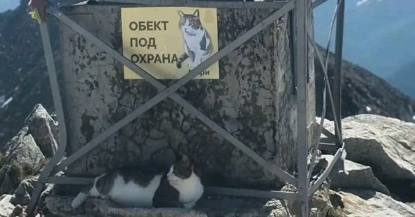 Любимый кот Мусалы, Мюррей, болен и нуждается в медикаментах.